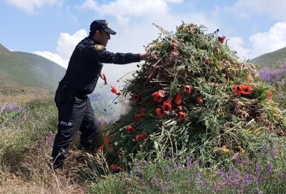 Naxçıvanda narkotik tərkibli bitkilər yandırıldı 